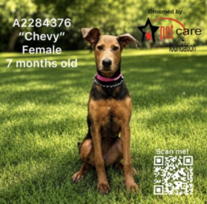 Adoptable pet photo