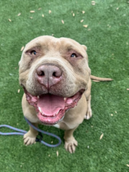 Adoptable pet photo