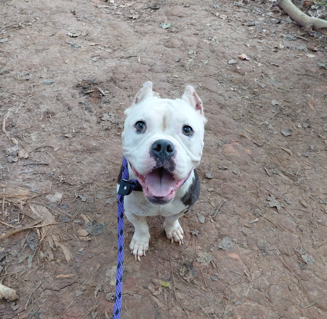 Other Photos of thie Dog