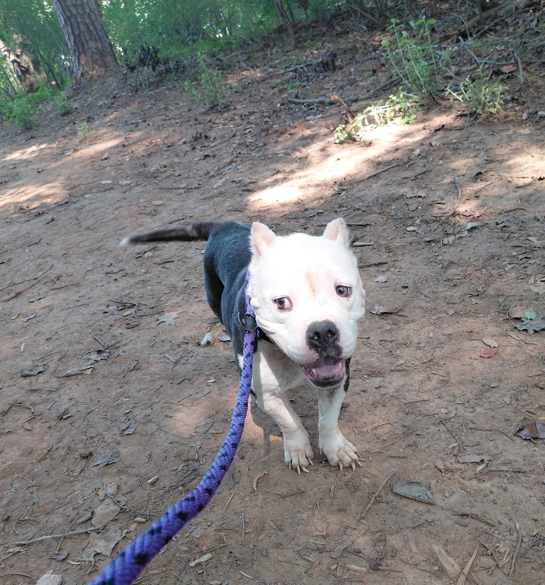 Other Photos of thie Dog