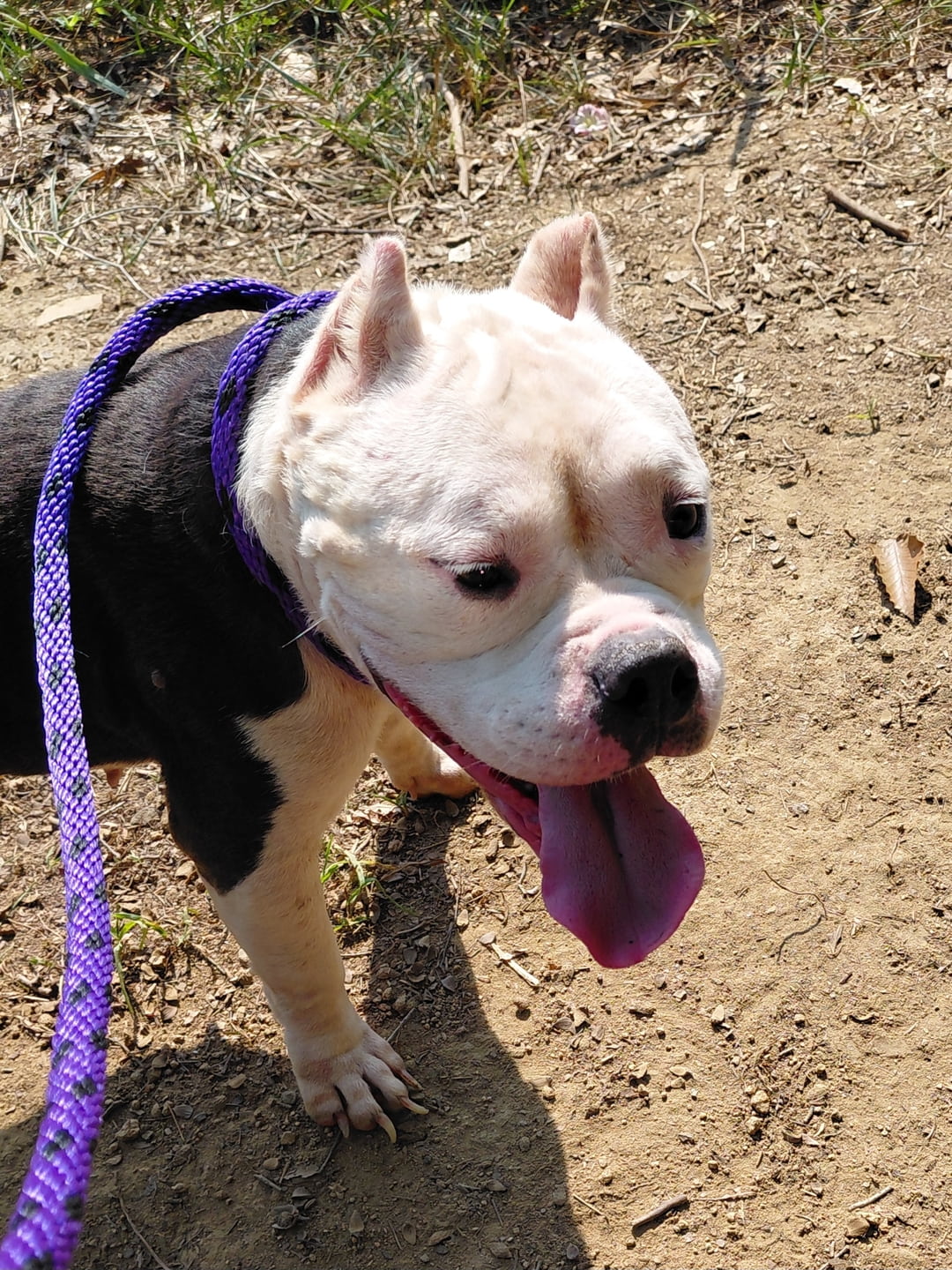 Other Photos of thie Dog