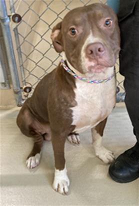 Adoptable pet photo