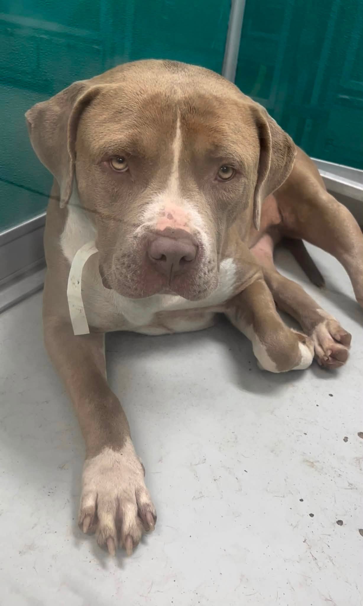 Adoptable pet photo