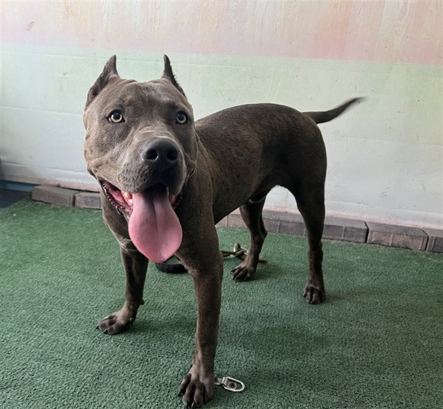 Adoptable pet photo