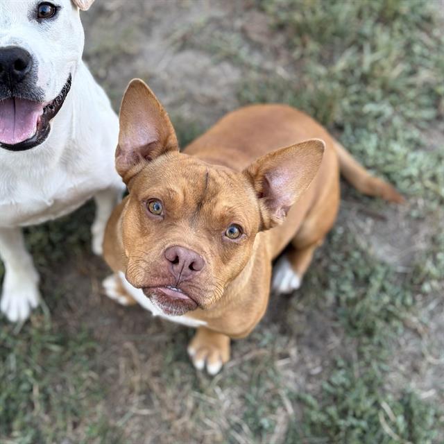 Adoptable pet photo