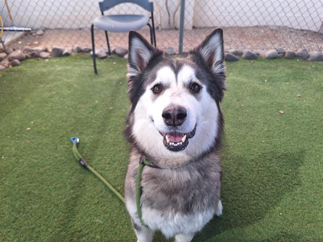 Adoptable pet photo