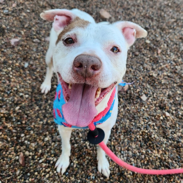Adoptable pet photo