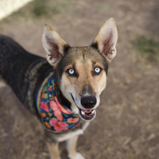 Husky (mix breed) available for adoption