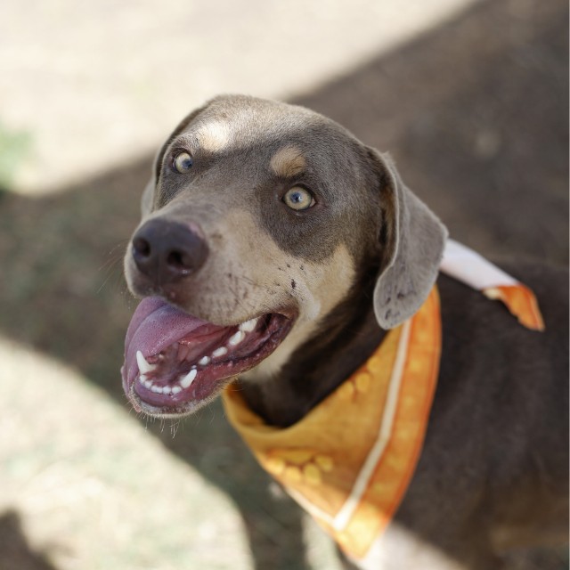 Doberman Pinscher (mix breed) available for adoption