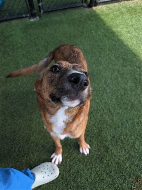 Viper, a American Staffordshire Terrier (mix breed), available for adoption