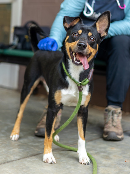 Cyrus, a Australian Kelpie (mix breed), available for adoption
