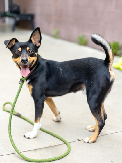 Other Photos of thie Dog