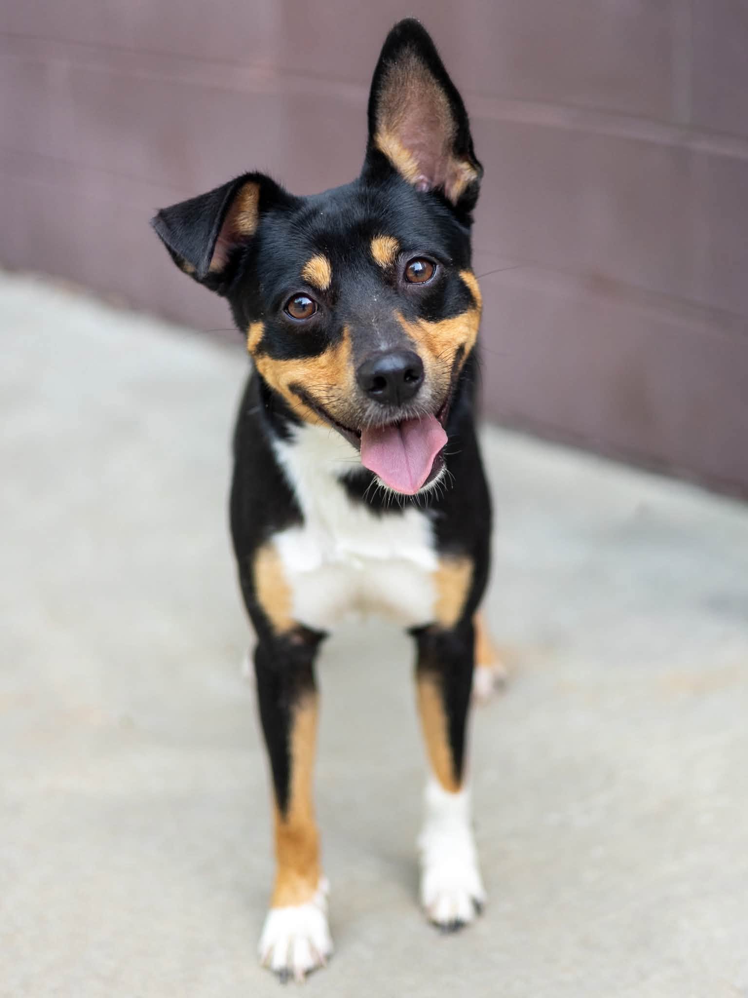 DogInDanger of Being Killed