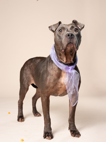 Mazie, a Pit Bull Terrier (mix breed), available for adoption