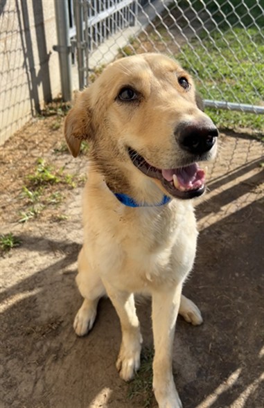 Gunner, a Retriever (mix breed), available for adoption