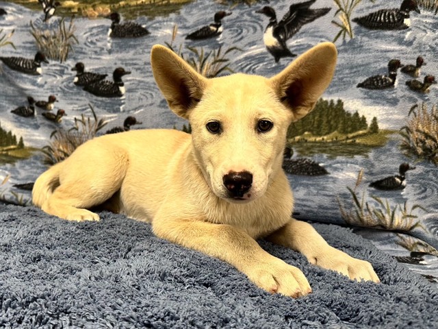 Pickels, a Labrador Retriever, available for adoption