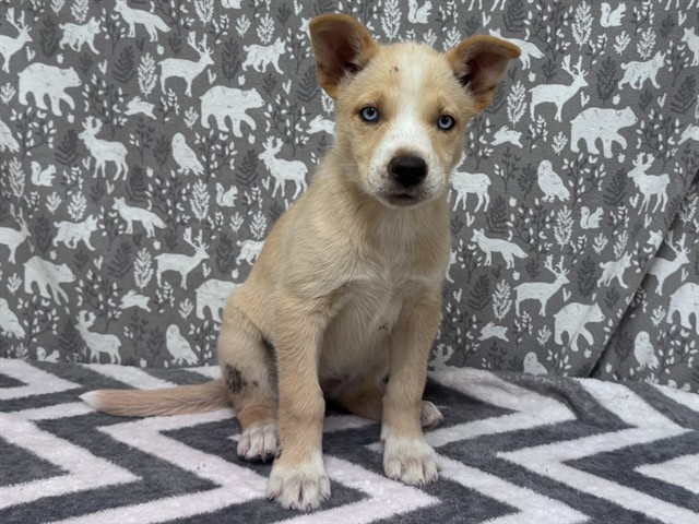 Monica, a Siberian Husky, available for adoption
