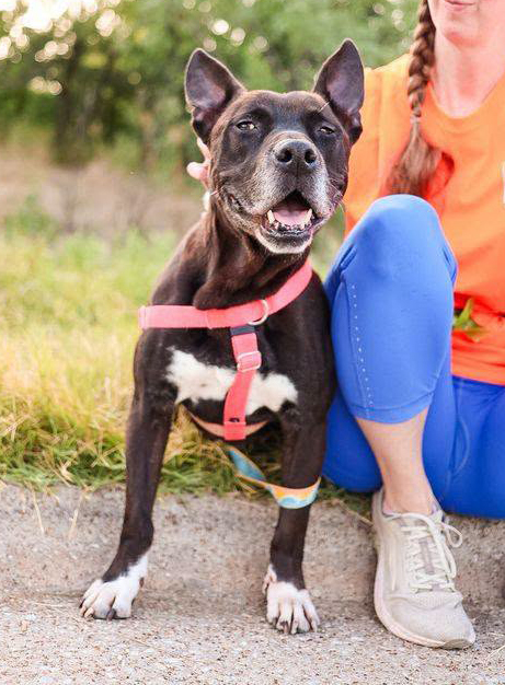 Jet, a American Staffordshire Terrier (mix breed), available for adoption