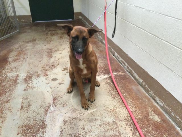 Eli, a Belgian Shepherd Malinois (mix breed), available for adoption