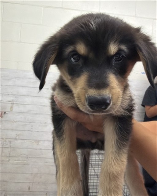 Cobbler, a German Shepherd (mix breed), available for adoption