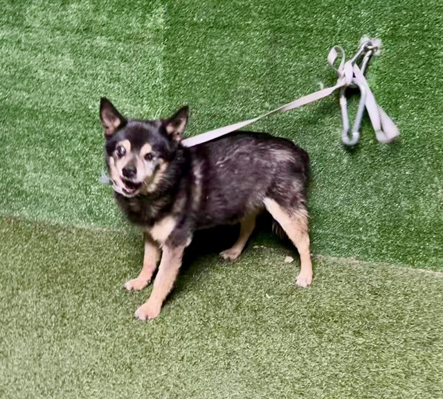 Buddy, a Chihuahua, available for adoption