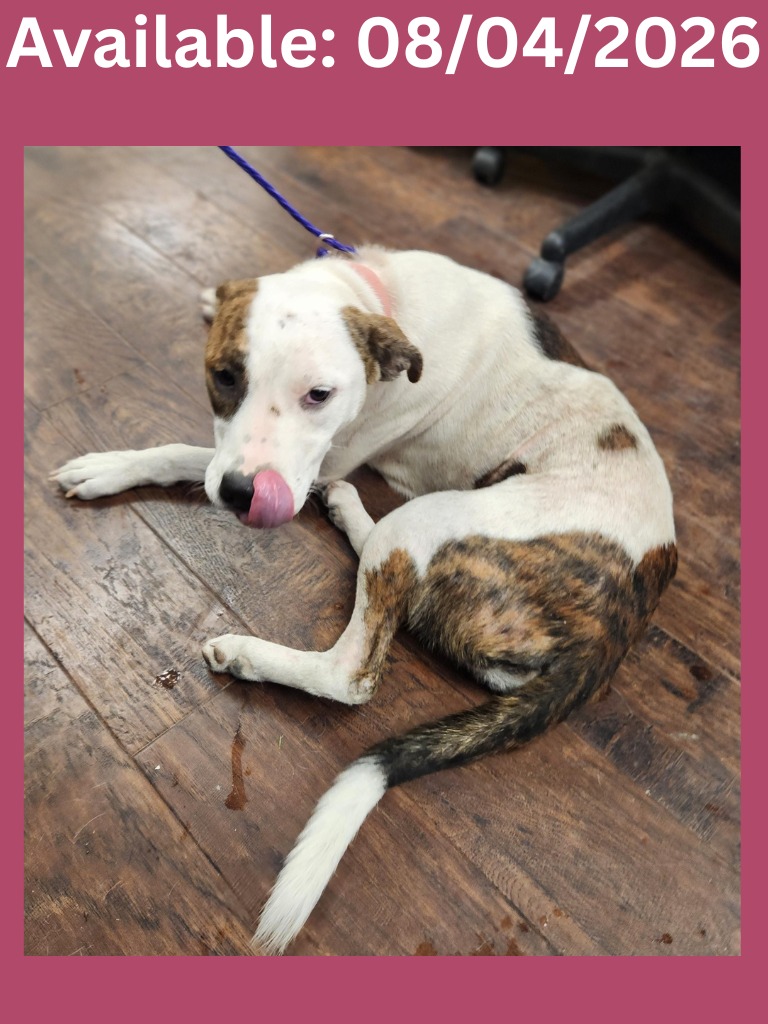 D26960, a Pit Bull Terrier (mix breed), available for adoption