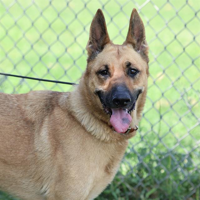 Luna, a German Shepherd, available for adoption