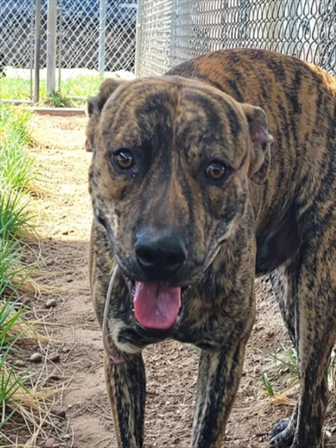 Mack, a Staffordshire Bull Terrier (mix breed), available for adoption
