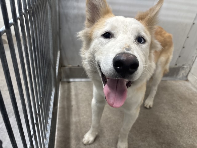 Busker, a Siberian Husky, available for adoption