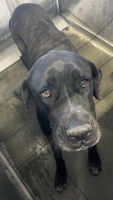 Abigail, a Mastiff, available for adoption