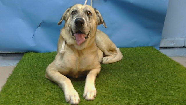 A5799463, a Great Dane, available for adoption