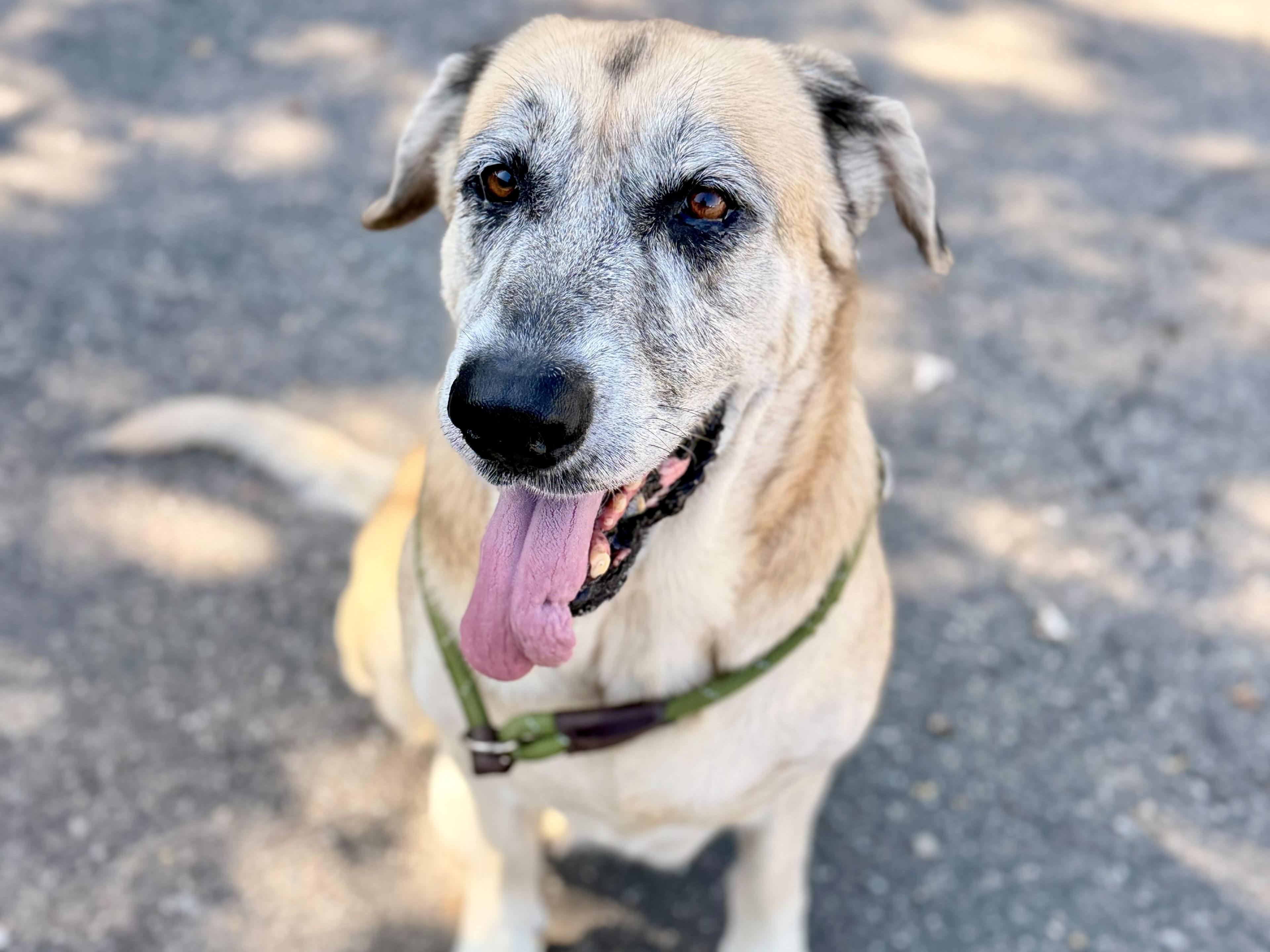 Susie, a Great Dane, available for adoption
