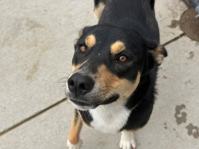 Peaches, a German Shepherd (mix breed), available for adoption