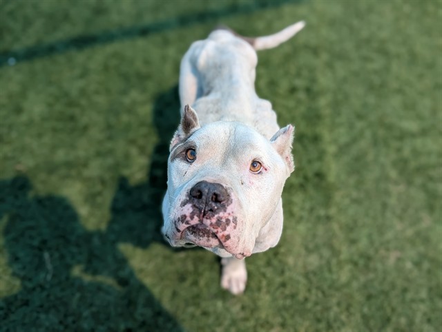 Simba, a Pit Bull Terrier, available for adoption