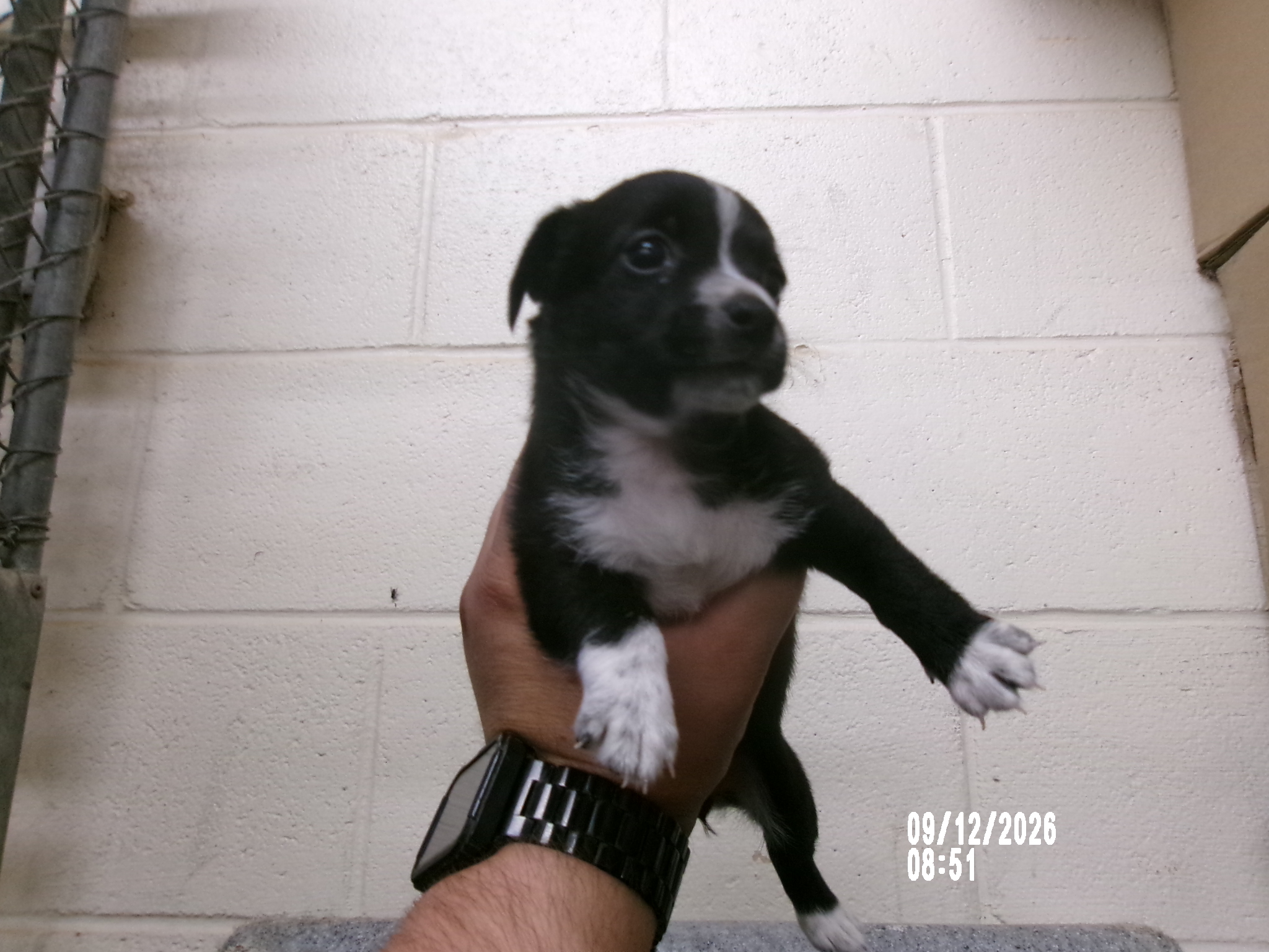 Maud, a Terrier (mix breed), available for adoption