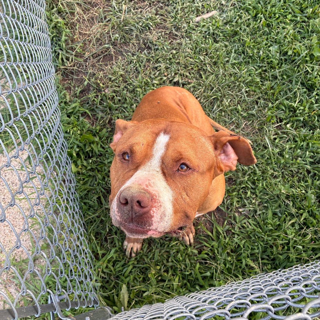 Chapo, a Pit Bull Terrier (mix breed), available for adoption