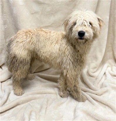 Yogi, a Terrier, available for adoption