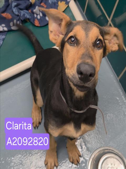 Clarita, a German Shepherd (mix breed), available for adoption