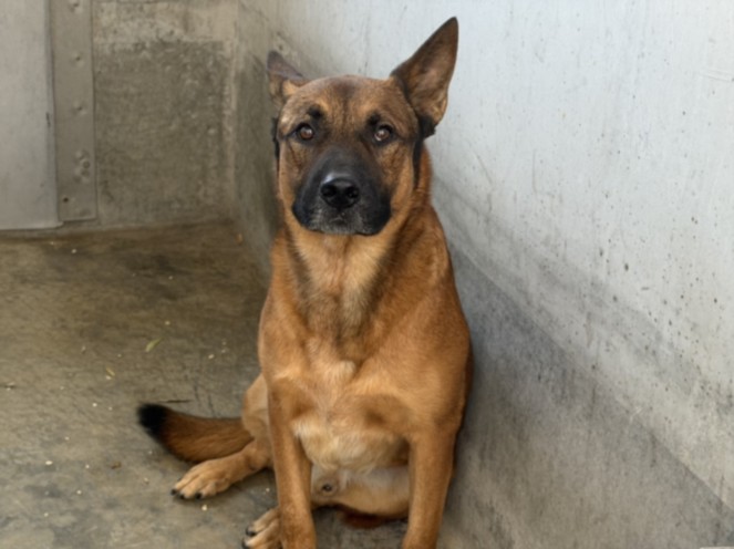 Ringo, a Belgian Shepherd Malinois (mix breed), available for adoption