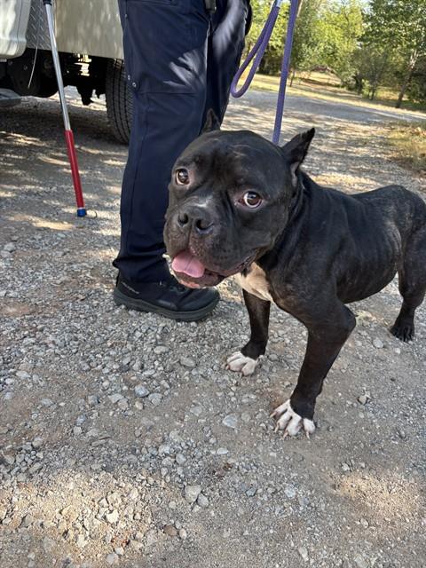 Alfie, a Pit Bull Terrier, available for adoption