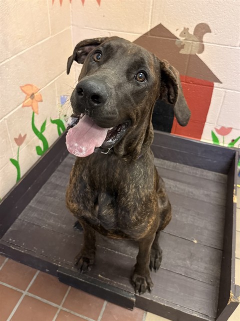 Kaia, a Cane Corso Mastiff, available for adoption