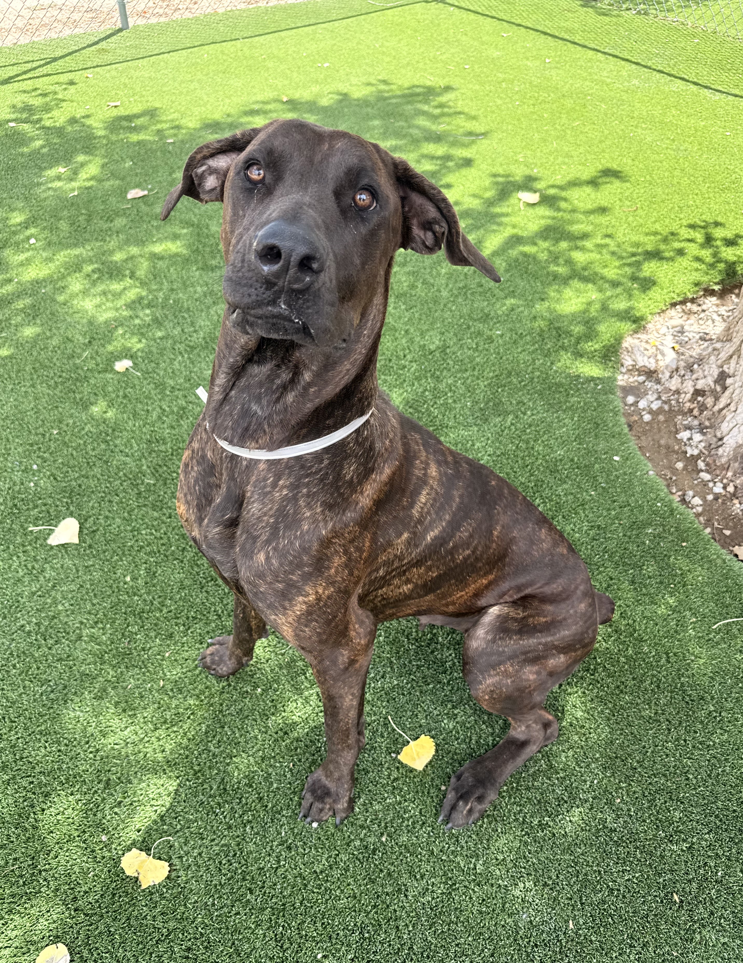 Kaia, a Cane Corso Mastiff, available for adoption