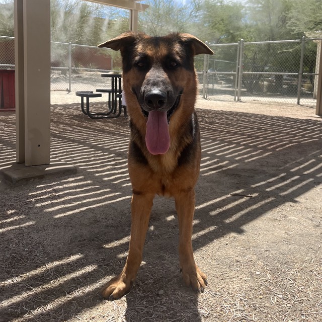 Kaiser, a German Shepherd, available for adoption