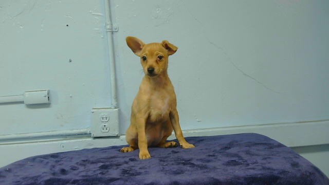 A5802011, a Chihuahua, available for adoption