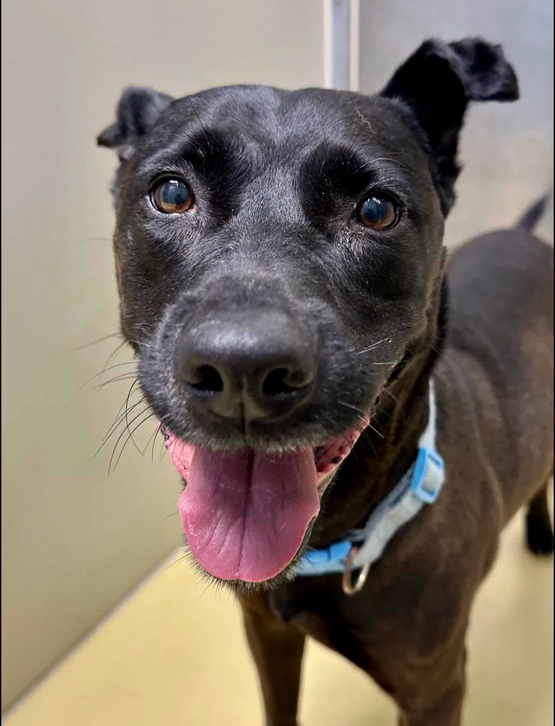 A191154, a Pit Bull Terrier, available for adoption