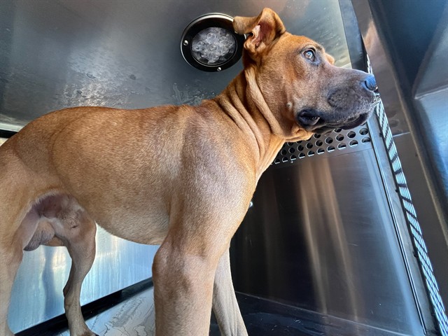 A480918, a Pit Bull Terrier, available for adoption