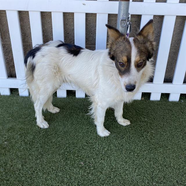 Jacobi, a Australian Shepherd, available for adoption