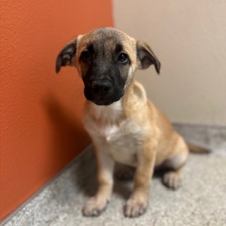 Miriam, a German Shepherd, available for adoption
