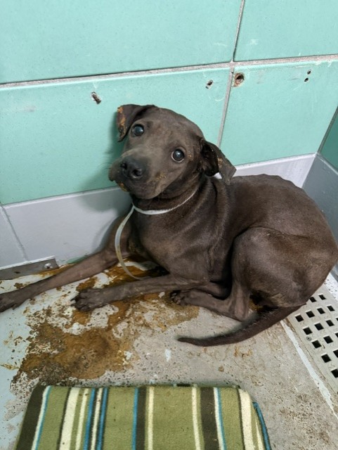 Tina, a Staffordshire Bull Terrier (mix breed), available for adoption