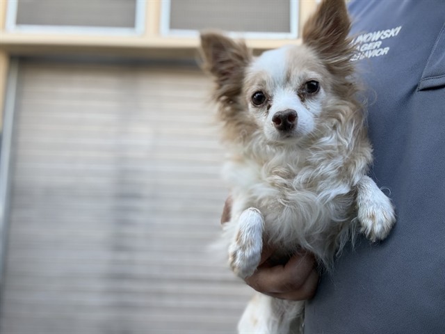 Lulu, a Chihuahua, available for adoption